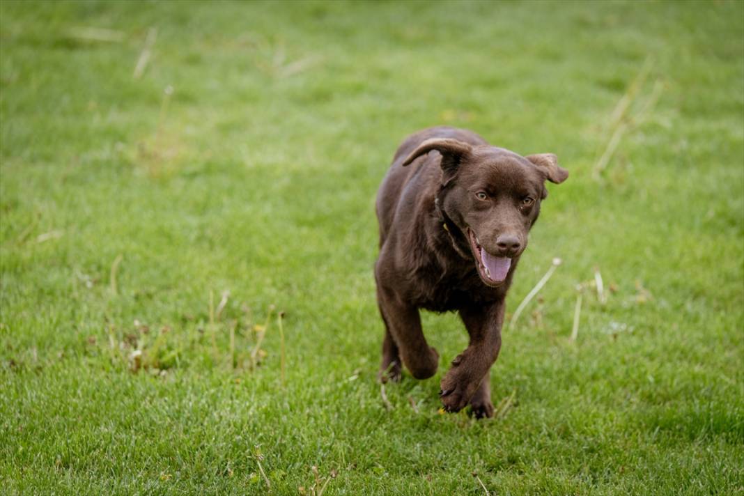 Özel eğitimli köpekler yeraltındaki su kaçaklarını tespit edecek 24